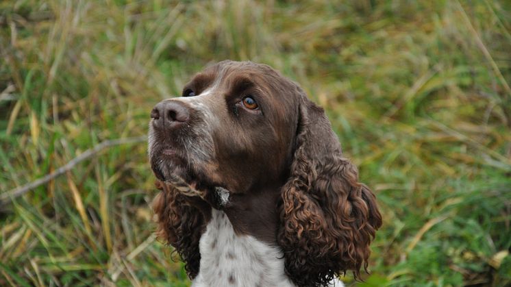 Engelsk springer spaniel. Foto: Andreas Wallberg