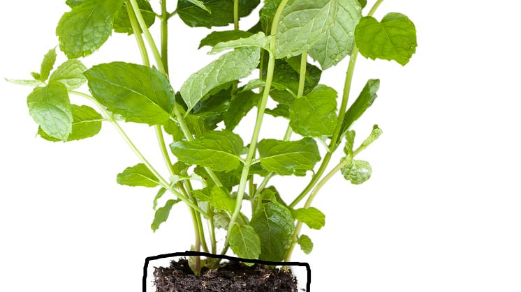 Mynta (Mentha spicata)