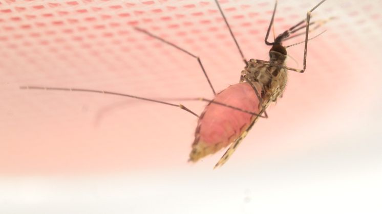 A female Anopheles mosquito drinks a pink cocktail containing beetroot juice and HMBPP. Photo: Melika  Hajkazemian