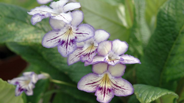 Streptocarpus Serene