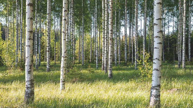 Puustelli tummar aldrig på hållbarheten