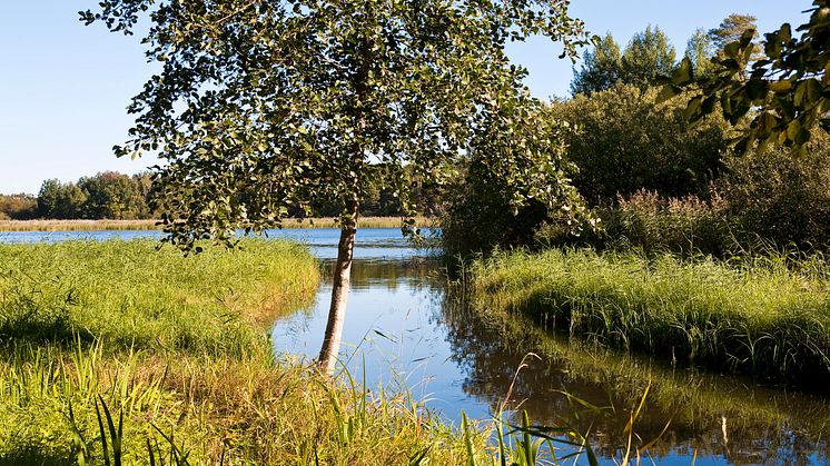Ny SVU-rapport: Rening av dagvatten i flytande våtmark − reningseffektivitet i olika miljöer (Avlopp & miljö)