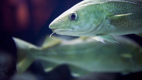 Havs- och vattenmyndigheten ger ut föreskrift med miljökvalitetsnormer för fisk