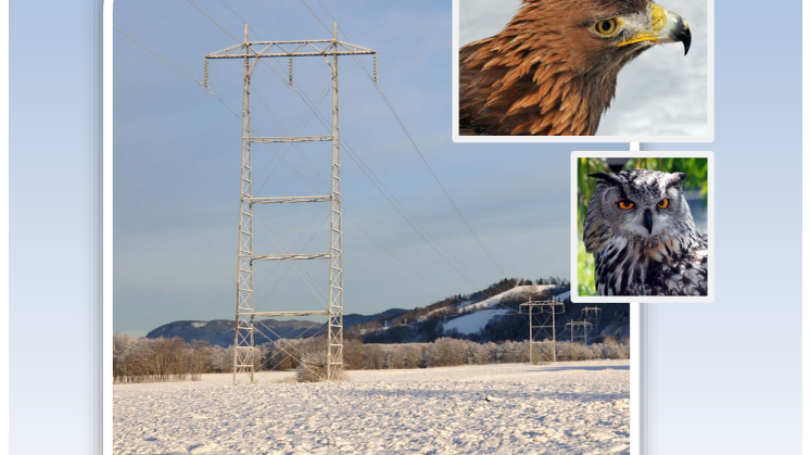 Anbefalte hensynsoner for sårbare arter av fugl