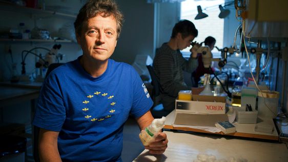 Dan Hultmark, Institutionen för molekylärbiologi, Umeå universitet 