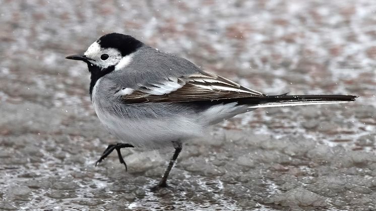 Sädesärla Motacilla alba alba. Foto: Göran Ekström