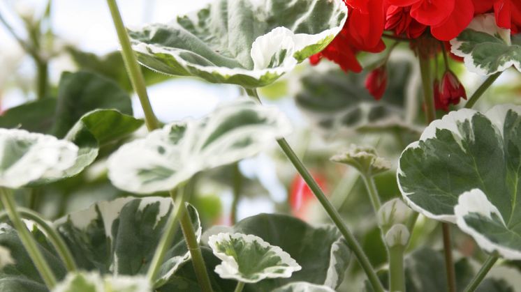 Årets Pelargon 2009 - Pelargonium ’Wilhelm Languth’