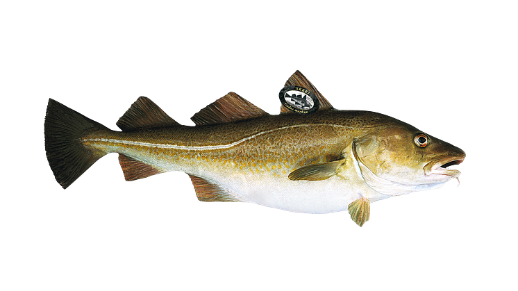 Der einzigartige Skrei mit Qualitätsprädikat.