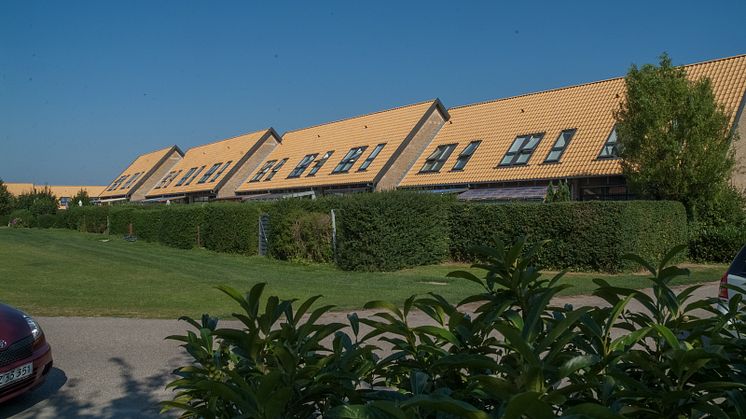 Gule Dantegl 4