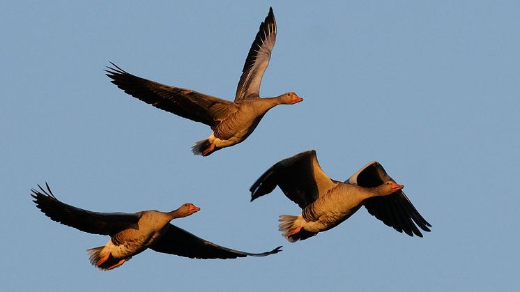 Nu ska gässen räknas. Här grågäss. Foto: Johan Månsson