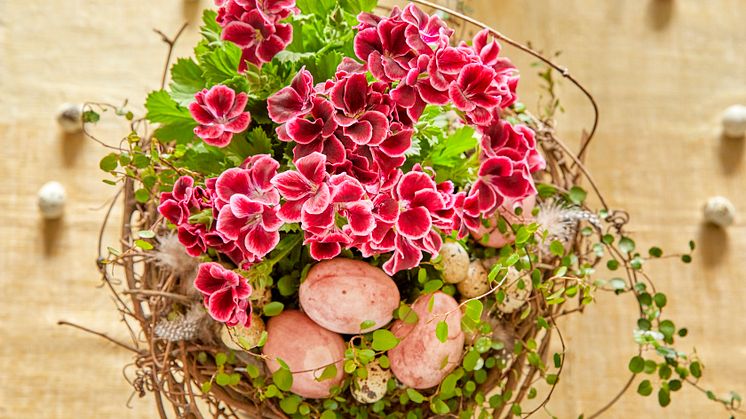 Gör ett påskbo av pelargoner och färgade ägg! Foto: Pelargonium for Europe