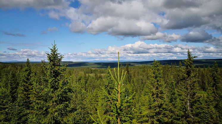 IsoTimber genomför en nyemission för att nå ökad tillväxt