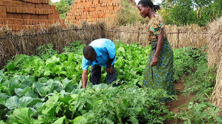 Frälsningsarméns insatser i Malawi hjälper bönderna få tio gånger större skördar.