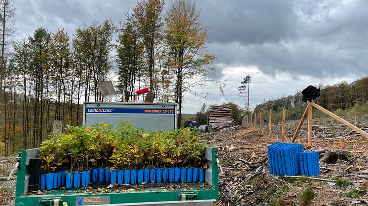 Bei den Pflanzen handelte es sich allesamt um robuste Container-Pflanzen