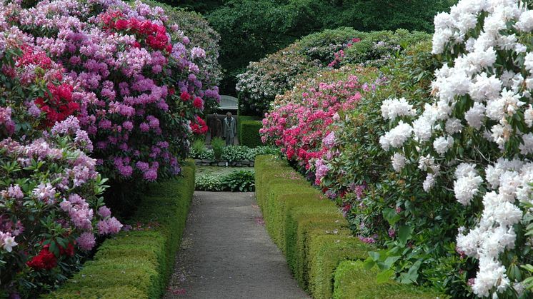 Rhododendron 