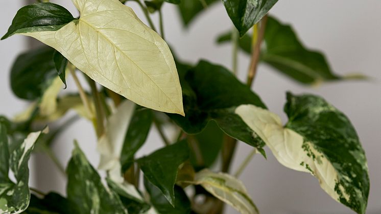 Syngonium Podophyllum Albo Variegata
