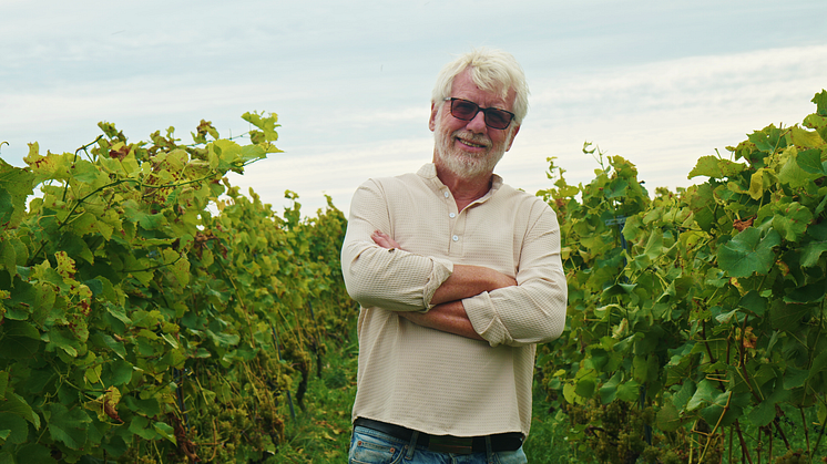 Håkan Hansson bland vinrankor på Hällåkra vingård.