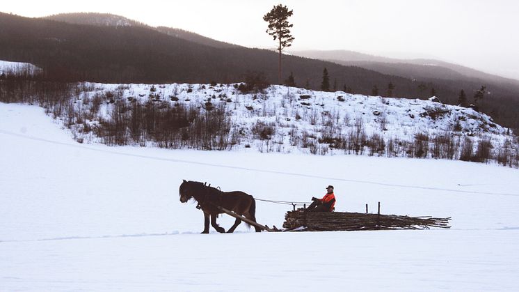 Vinnarbilden porträtterar en granne till Sofia i byn Ammer, utanför Hammarstrand i östra Jämtland