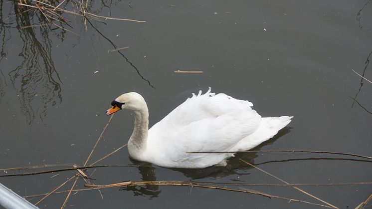 Naturreservat ved Fords fabrik i Dagenham 
