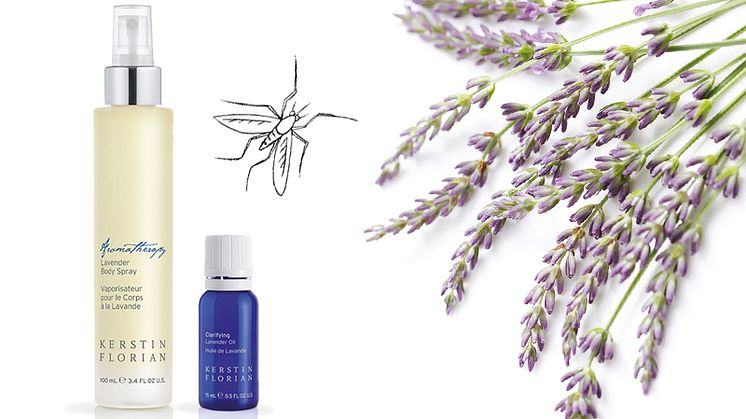 Slipp insektsbett med lavendel!