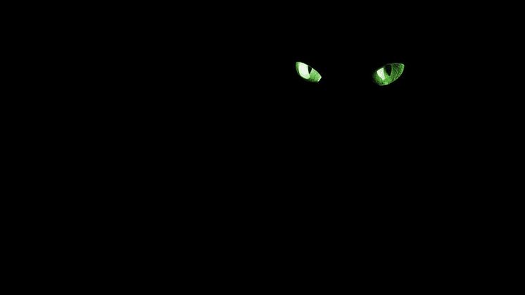 En kväll om Katten
