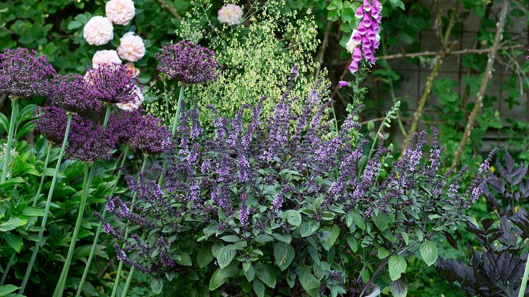 Årets Sommarblomma 2025 3 Blomsterbasilika Magic foto annikasnaturligating Allium Digitalis.jpg