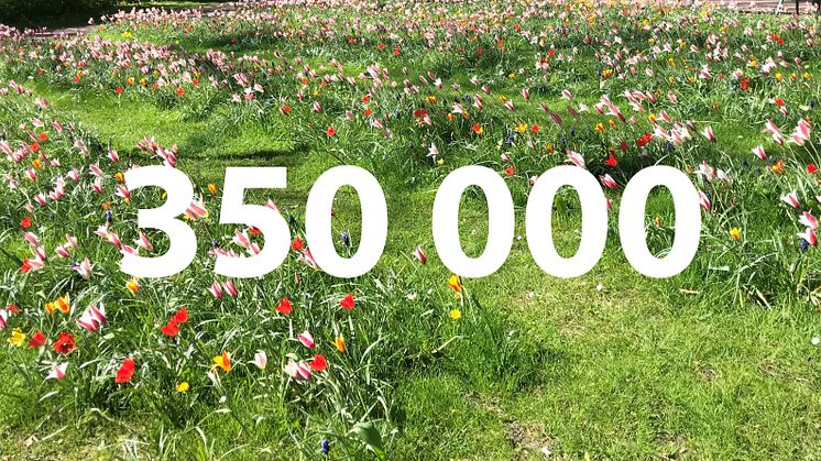 350 000 invånare i Malmö och 350 000 blomsterlökar på Ribersborgsstranden
