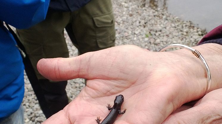 Salamanderspaning