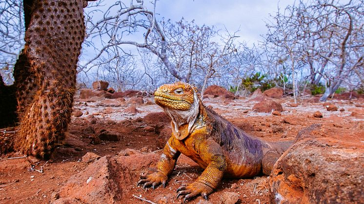 Galapagos-Ecuador-HGR-148066- Photo_Getty_Images