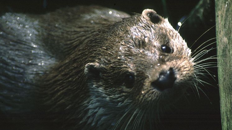 Det händer på Naturhistoriska riksmuseet i februari 