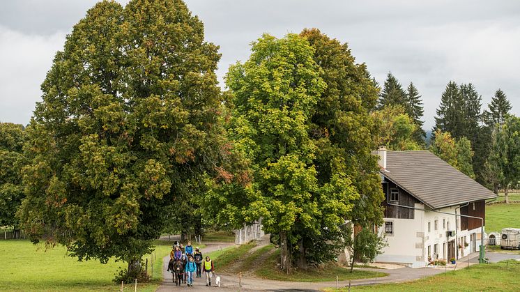 MaultiertrekkingBeiDenKraehenbuehlsImBernerJura(c)SchweizTourismus_MarkusBuehler