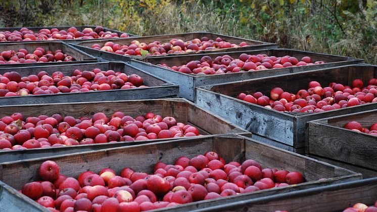 Harvest of apples in September