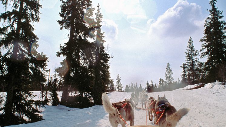 DogSled_Salen_fotoPerEriksson_VisitDalarna