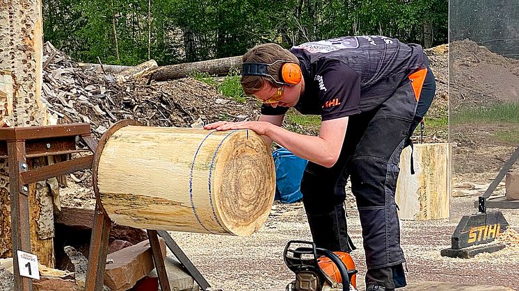 Adam Bjöns i grenen Stock Saw