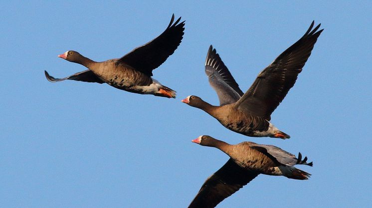 Flygande fjällgäss