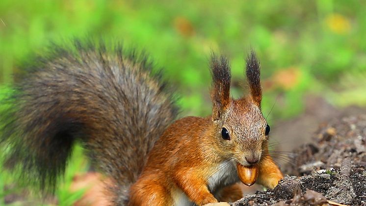 En bra familjeaktivitet på sommaren kan vara en promenad i skogen.