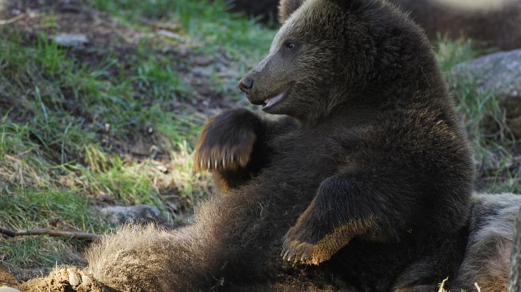 Björn Järvzoo