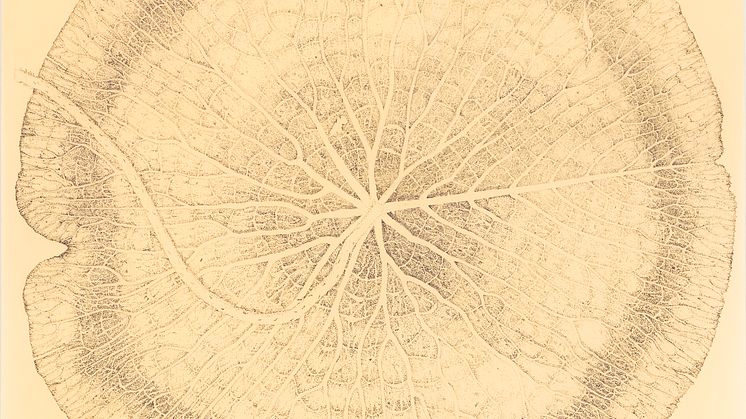 Roland Persson – Nymphaeaceae