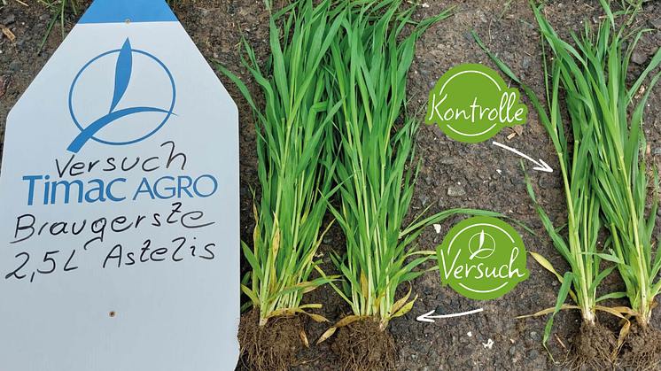 Sichtbar mehr Ertrag und kräftigere Wurzeln: TIMAC AGRO Österreich präsentiert beeindruckende Ergebnisse eines Feldversuchs bei Braugerste in Weißkirchen, Steiermark 