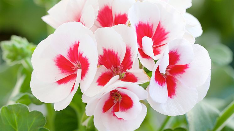 Pelargon Americana 'White splash'