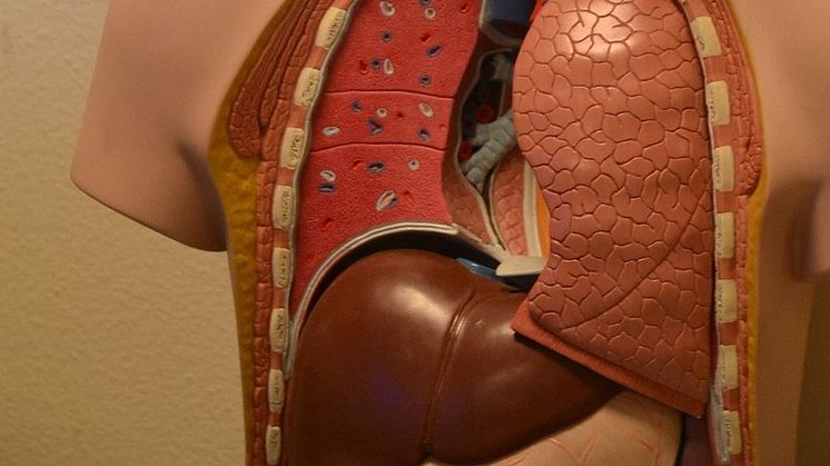 Omtalat diabetesläkemedel kan ha effekt mot leversjukdom. Foto: Pixabay