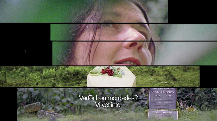 Nyproducerad dokumentärserie - Dian Fossey: Dimhöljda hemligheter