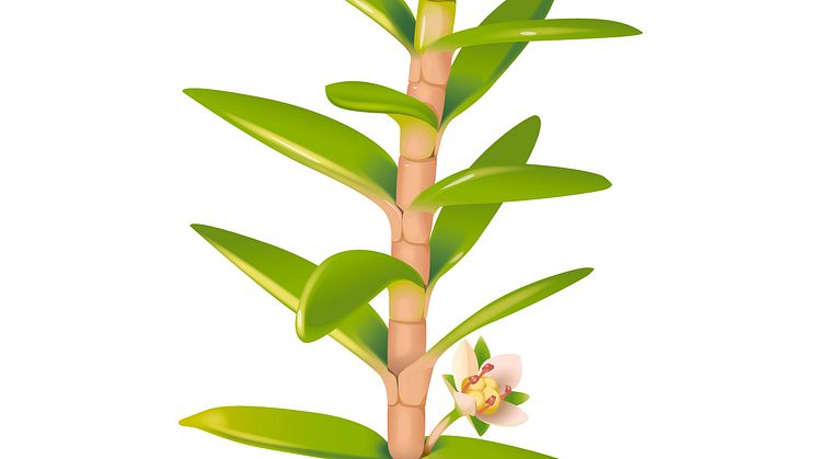 Sydfyrling, Crassula helmsii på latin