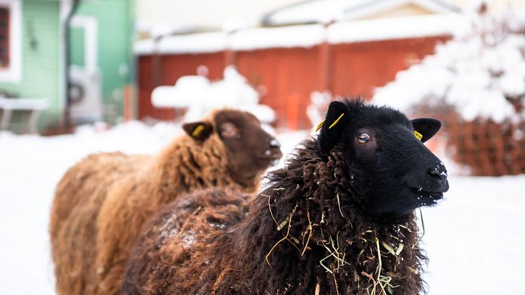 Bilder från förra årets jul i Säter. Foto: Jonas Lindgren/Säters kommun.