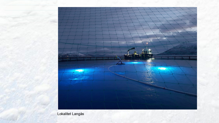 FoUTTN17 Sluttrapport 5_2022. Postsmolt vs. høstsmolt utsett IV