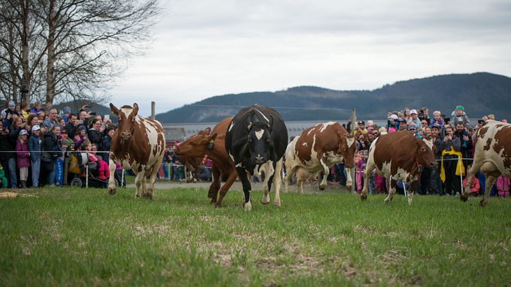 Glade kuer slippes ut på beite! Foto: Lars Olav Stavnes