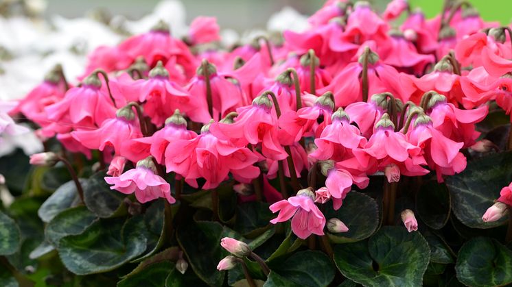 Cyclamen Petticoat
