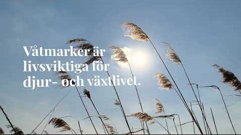 Katrineholm våtmark.jpg