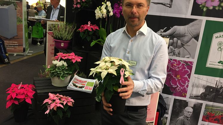 Spegla säsongen med en rosa krukväxt