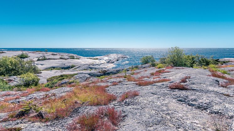 Förvaltningsplan för skarv välkomnas av Region Stockholm 